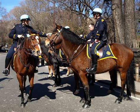 police officer horse breeds